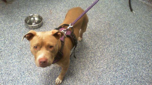 Shelter Stray Female Dog last seen HUNTERSVILLE, 8315 Byrum Dr, Charlotte, NC 28217, USA