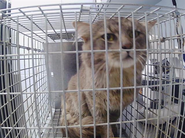 Shelter Stray Male Cat last seen CHARLOTTE, 8315 Byrum Dr, Charlotte, NC 28217, USA
