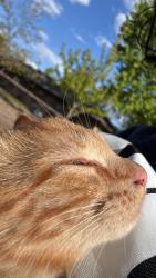Reunited Female Cat last seen Near N Colfax Ave, Minneapolis, MN 55412, USA, Minneapolis, MN 55412
