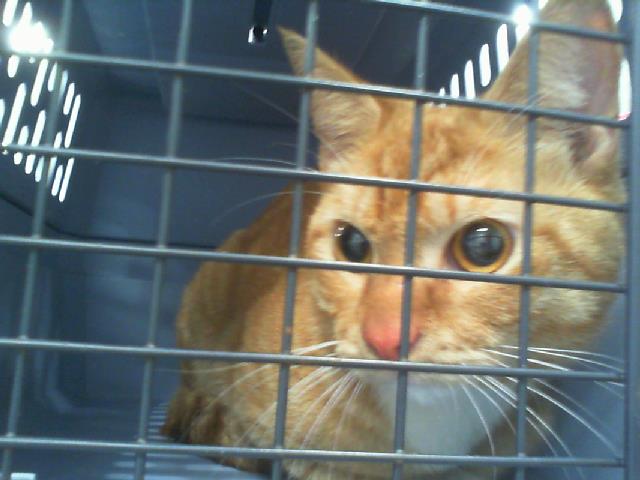 Shelter Stray Male Cat last seen CHARLOTTE, 8315 Byrum Dr, Charlotte, NC 28217, USA