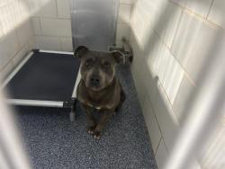 Shelter Stray Male Dog last seen CHARLOTTE, 8315 Byrum Dr, Charlotte, NC 28217, USA