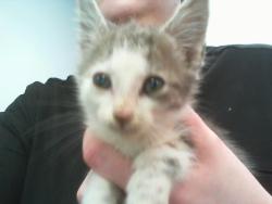 Shelter Stray Male Cat last seen CHARLOTTE, 8315 Byrum Dr, Charlotte, NC 28217, USA