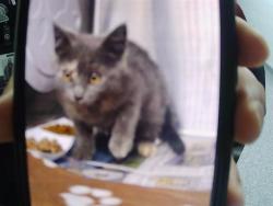 Shelter Stray Female Cat last seen CHARLOTTE, 8315 Byrum Dr, Charlotte, NC 28217, USA