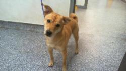Shelter Stray Male Dog last seen CHARLOTTE, 8315 Byrum Dr, Charlotte, NC 28217, USA