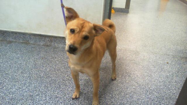 Shelter Stray Male Dog last seen CHARLOTTE, 8315 Byrum Dr, Charlotte, NC 28217, USA