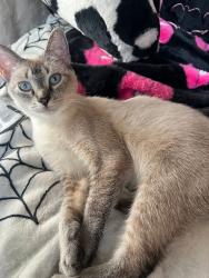 Lost Female Cat last seen $500 REWARD. McLeod Rd and Bennett Dr., Major cross of Bakerview near Costco and Airport. , Bellingham, WA 98225