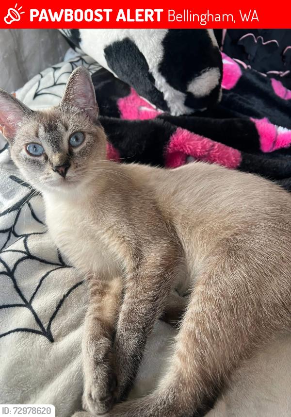 Lost Female Cat last seen $500 REWARD. McLeod Rd and Bennett Dr., Major cross of Bakerview near Costco and Airport. , Bellingham, WA 98225