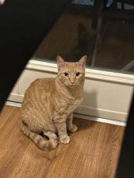 Lost Female Cat last seen Ridgefield Circle, Searcy, AR 72143
