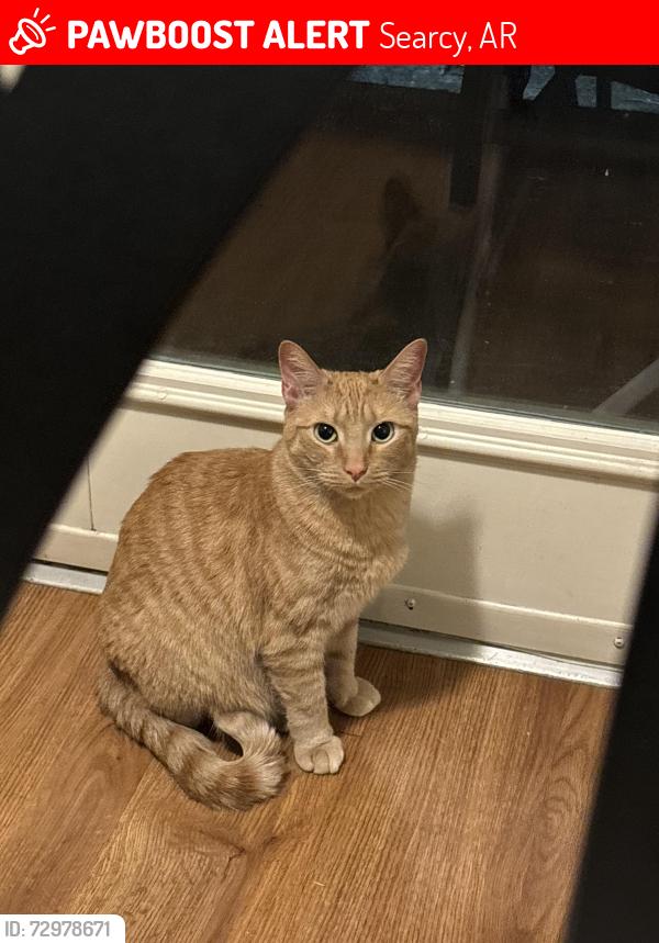 Lost Female Cat last seen Ridgefield Circle, Searcy, AR 72143