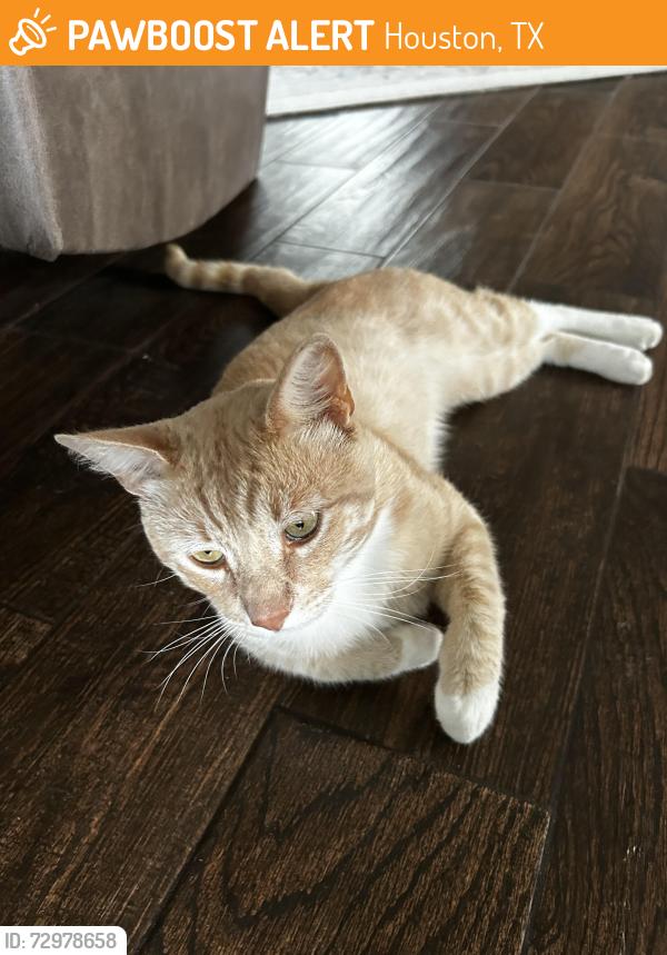 Found/Stray Male Cat last seen Norchester, Houston, TX 77070