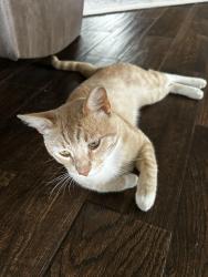 Found/Stray Male Cat last seen Norchester, Houston, TX 77070