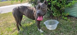 Found/Stray Female Dog last seen Rosemeade Drive, Fayetteville, NC 28306