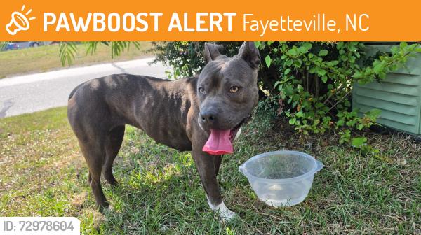 Found/Stray Female Dog last seen Rosemeade Drive, Fayetteville, NC 28306