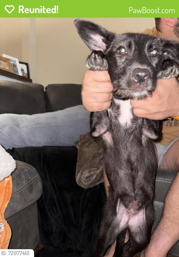Reunited Female Dog last seen N Rutherford, Murfreesboro, TN 37130