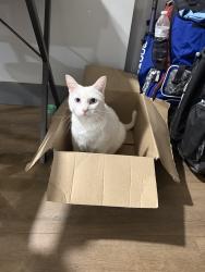 Reunited Male Cat last seen Del Norte Neighborhood , Greer, SC 29650