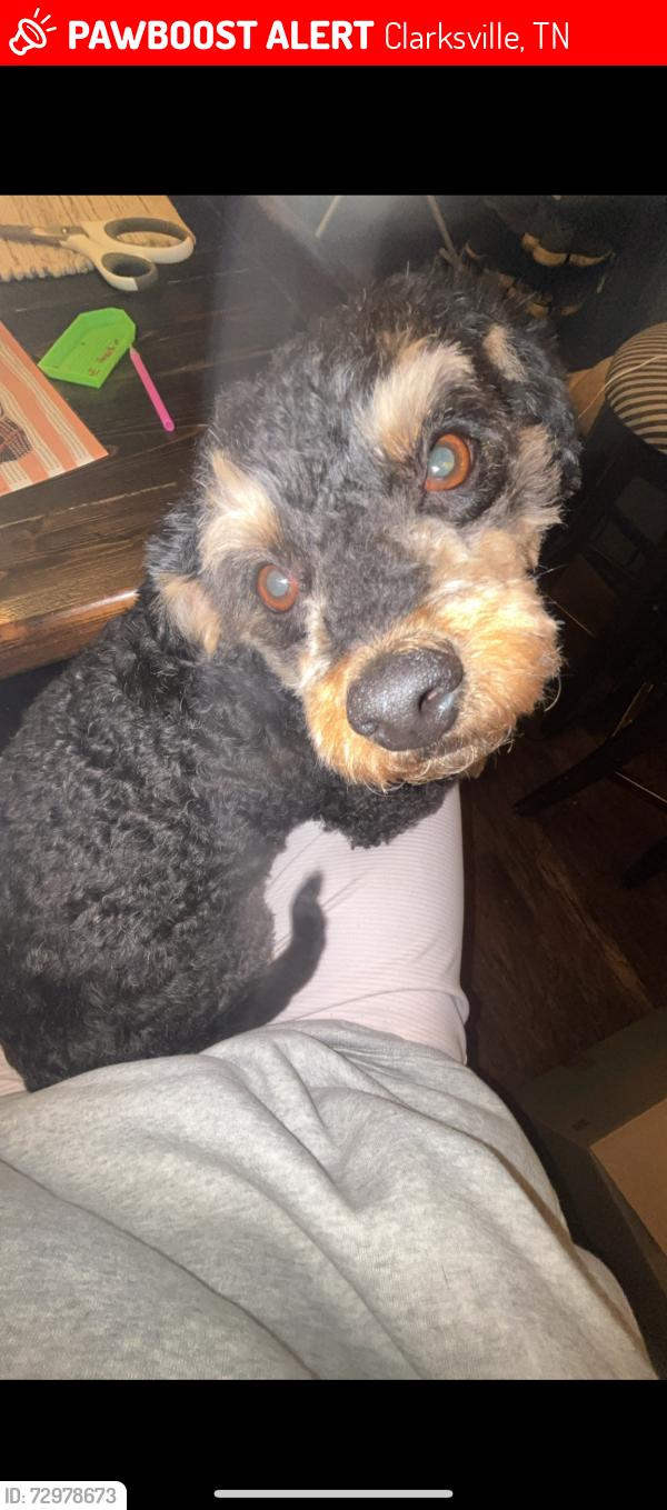 Lost Male Dog last seen Near Charlotte St, Clarksville, TN 37040