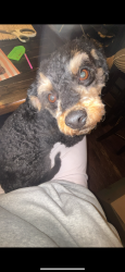 Lost Male Dog last seen Near Charlotte St, Clarksville, TN 37040