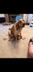 Lost Male Dog last seen Griffin st, Boyd, TX 76023