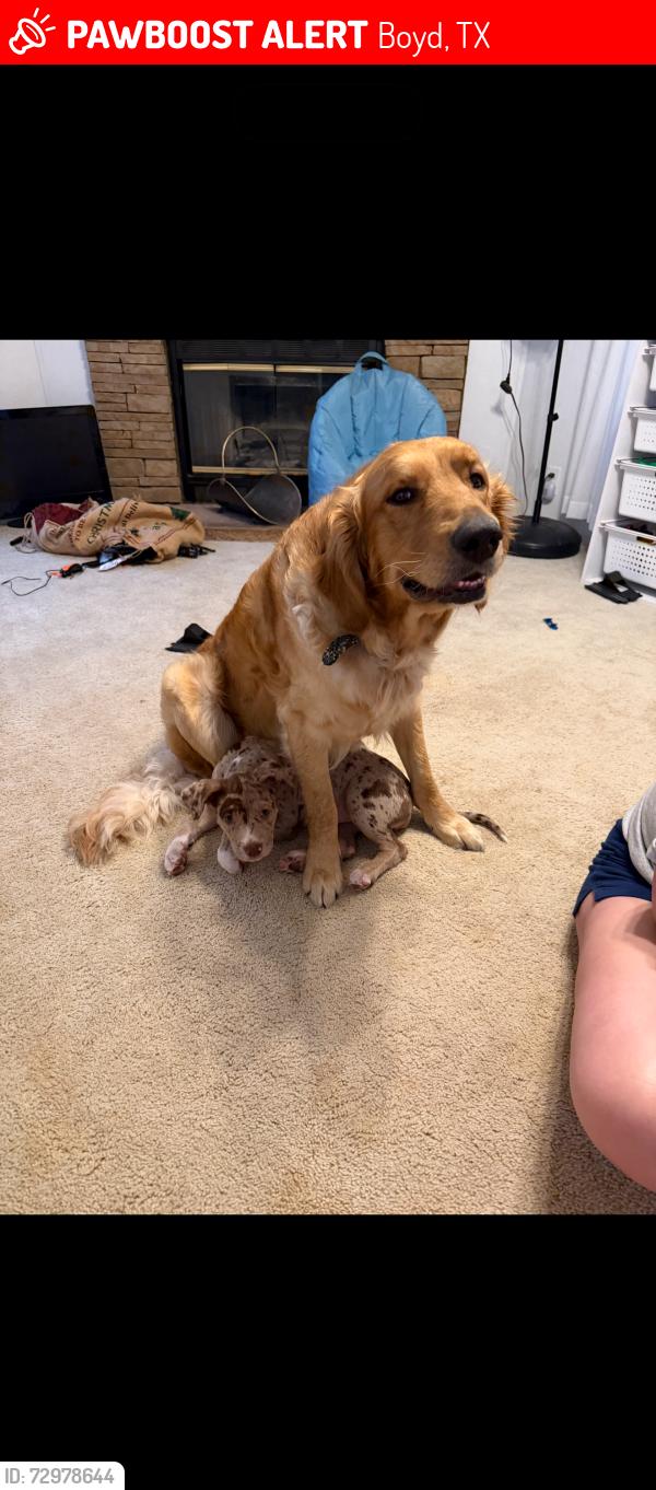 Lost Male Dog last seen Griffin st, Boyd, TX 76023