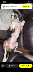 Lost Male Dog last seen Near Asbury chapel rd, Huntersville, NC 28078