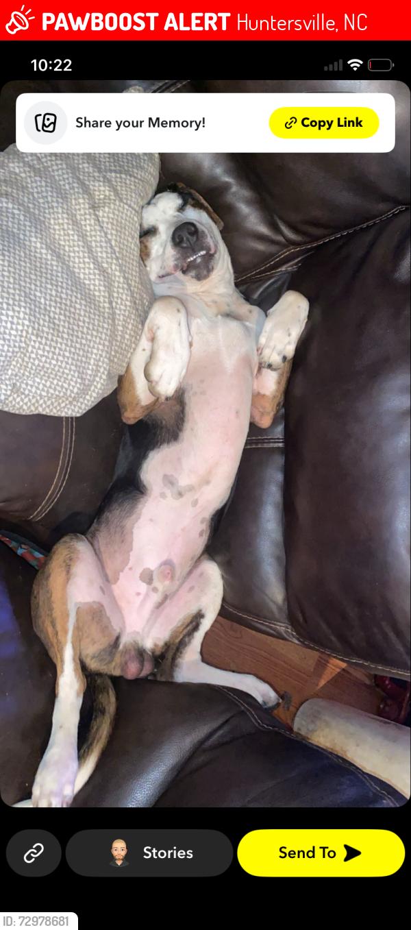 Lost Male Dog last seen Near Asbury chapel rd, Huntersville, NC 28078