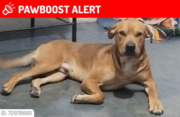 Lost Male Dog last seen Calle independencia , Cuautitlán Izcalli, Méx. 