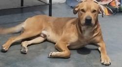 Lost Male Dog last seen Calle independencia , Cuautitlán Izcalli, Méx. 