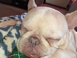 Lost Female Dog last seen Meridian and monroe, Wichita, KS 67213