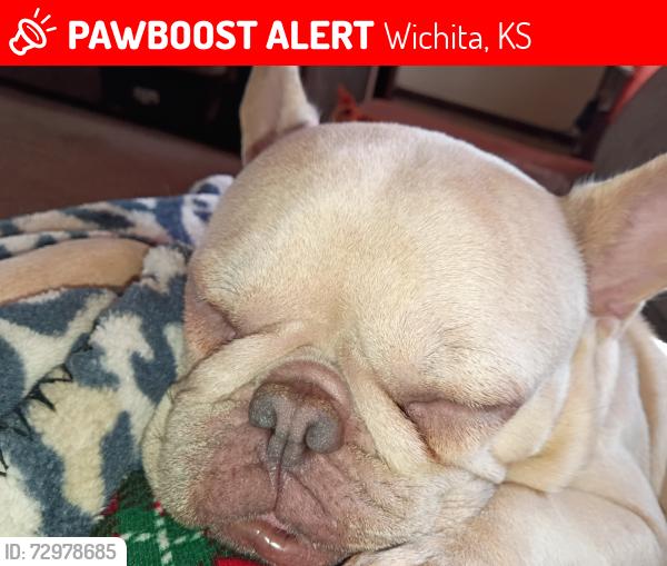 Lost Female Dog last seen Meridian and monroe, Wichita, KS 67213