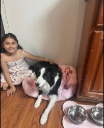 Lost Female Dog last seen Apple street, Spring Valley, CA 91977