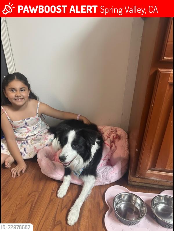 Lost Female Dog last seen Apple street, Spring Valley, CA 91977