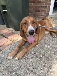 Found/Stray Male Dog last seen Stannye Drive, Glenview, KY 40222