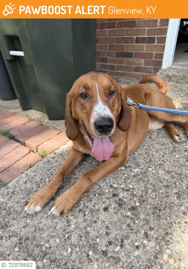 Found/Stray Male Dog last seen Stannye Drive, Glenview, KY 40222