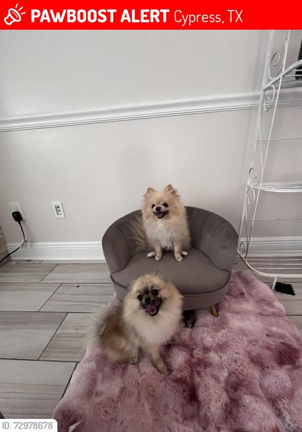 Lost Male Dog last seen North Eldrige , Cypress, TX 77429