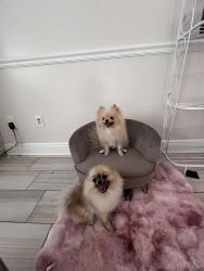 Lost Male Dog last seen North Eldrige , Cypress, TX 77429