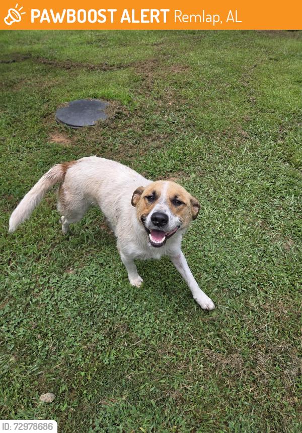Found/Stray Male Dog last seen Lost Creek Cir Remlap Alabama, Remlap, AL 35133