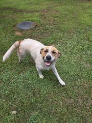 Found/Stray Male Dog last seen Lost Creek Cir Remlap Alabama, Remlap, AL 35133