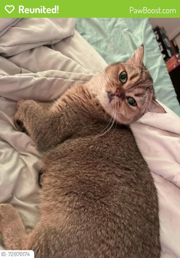 Reunited Male Cat last seen Cambridge Avenue, Nedellec Drive, Rugby Road, Bell Avenue, Saddle River Road, Saddle Brook, NJ 07663