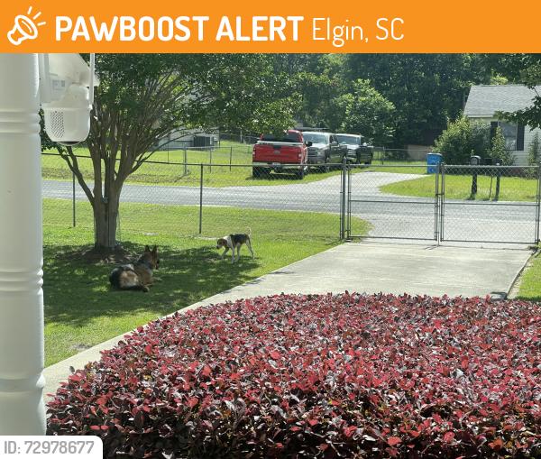 Found/Stray Female Dog last seen Hwy Church Rd and Jeffers Circle, Elgin, SC 29045