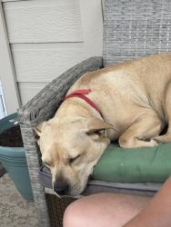 Reunited Female Dog last seen Bytrail Ct & Quiet Grove, Atascocita, TX 77346