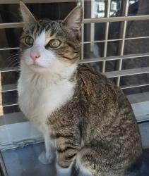 Reunited Female Cat last seen Near Sun wood Dr, Las Vegas, NV 89145, USA, Las Vegas, NV 89145