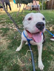 Reunited Male Dog last seen susan dr and cherrywood dr, Garland, TX 75040