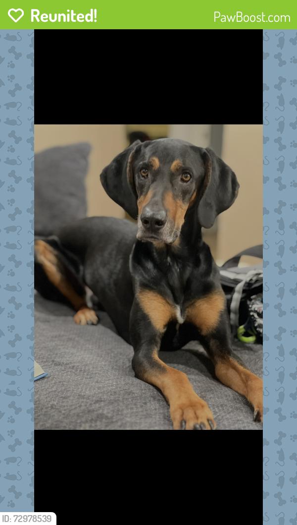 Reunited Male Dog last seen Church and man , Rancho Cucamonga, CA 91730