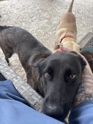 Reunited Female Dog last seen Bytrail Ct & Quiet Grove, Atascocita, TX 77346