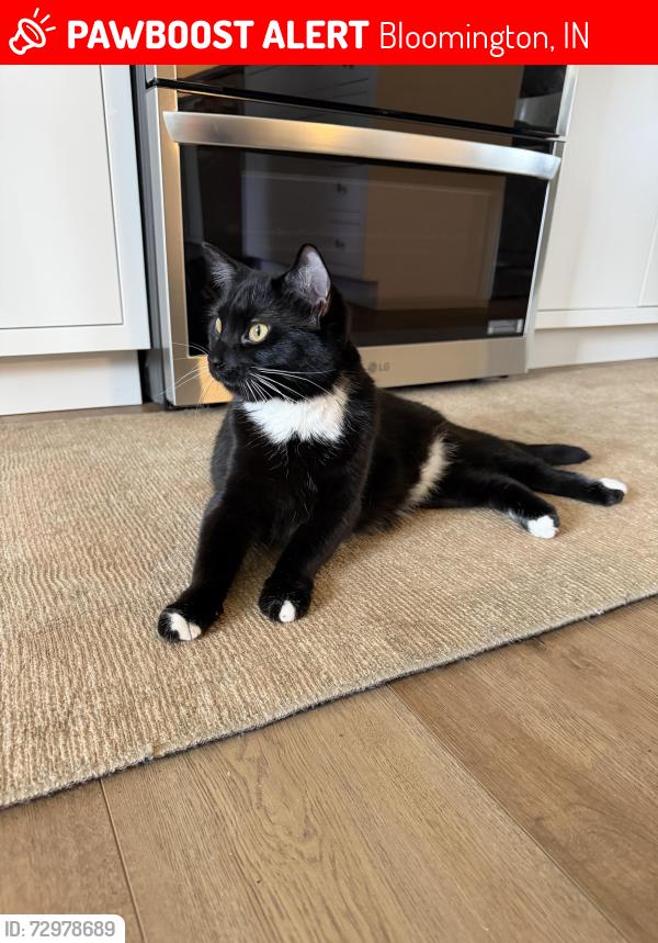 Lost Female Cat last seen Derby Pine and Red Pine Dr, Bloomington, IN 47401