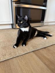 Lost Female Cat last seen Derby Pine and Red Pine Dr, Bloomington, IN 47401