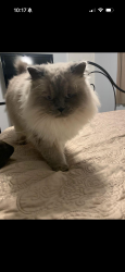 Lost Male Cat last seen Cap Rock Drive, Richardson TX, Richardson, TX 75080