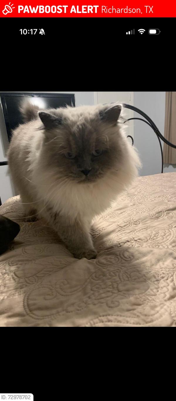 Lost Male Cat last seen Cap Rock Drive, Richardson TX, Richardson, TX 75080