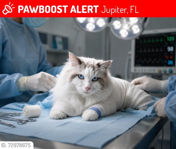 Lost Female Cat last seen Bluffs Blvd and US1 Jupiter , Jupiter, FL 33477