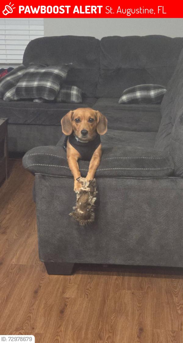 Lost Male Dog last seen Race Track Rd and highway 16 St Augustine Fl 32084, St. Augustine, FL 32084
